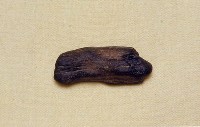 藏品(動物骨化石)的圖片